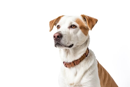 White and Tan Dog Looking to the Left with White Background photo