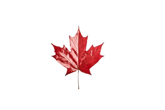Single Red Maple Leaf on White Background photo