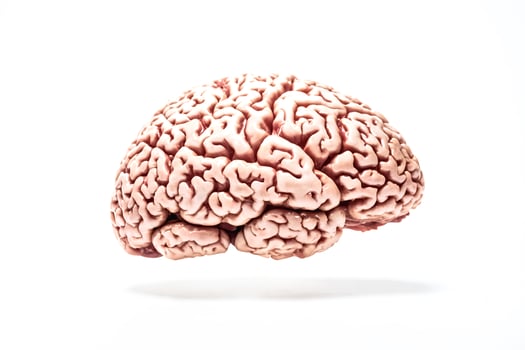 Human brain isolated on white background photo