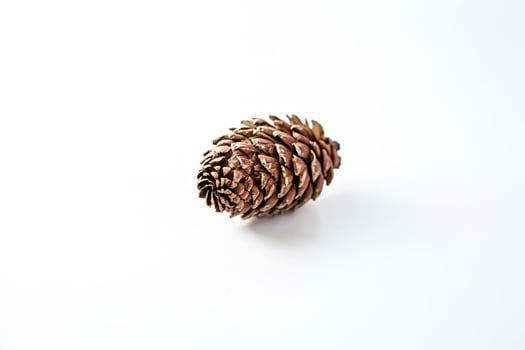Close-up of a Single Pine Cone on a White Background photo