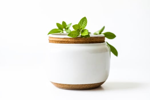 White ceramic pot with green plant on white background photo