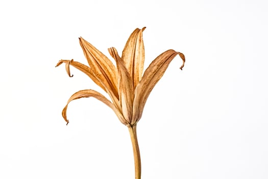 Dried Lily Flower on White Background photo