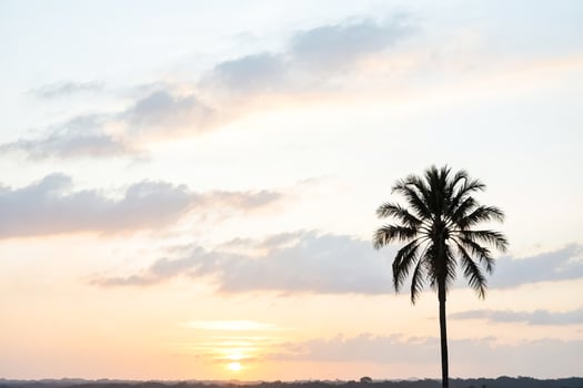 Palm Tree Silhouette at Sunset photo