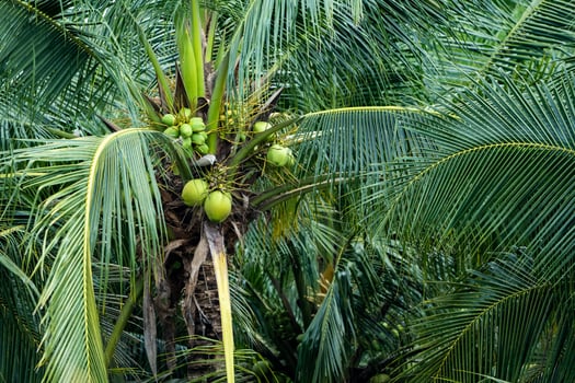 coconut tree, Cocos nucifera is a member of the palm tree family, Arecaceae and the only living species of the genus Cocos. photo