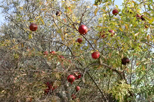 Old and overripe pomegranates hang on tree branches. photo