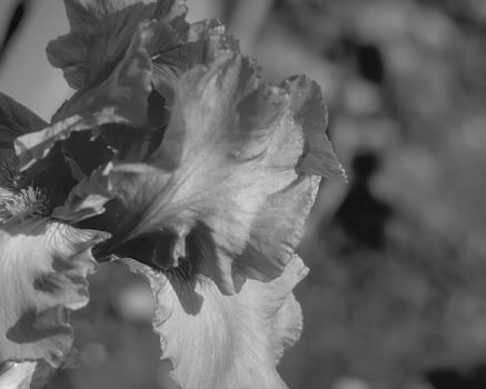 Flowers close view, natural plants black and white photo background