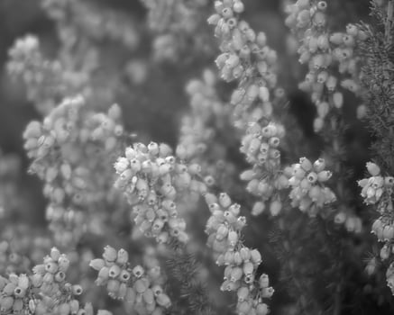 Flowers close view, natural plants black and white photo background