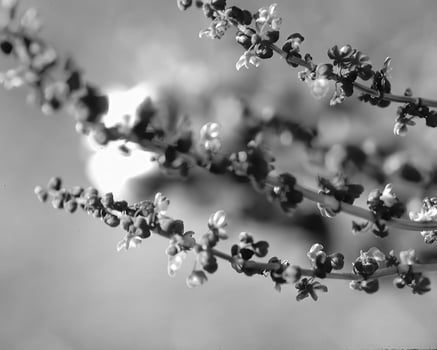 Flowers close view, natural plants black and white photo background