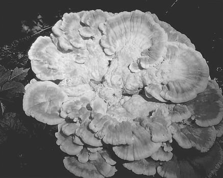 Flowers close view, natural plants black and white photo background