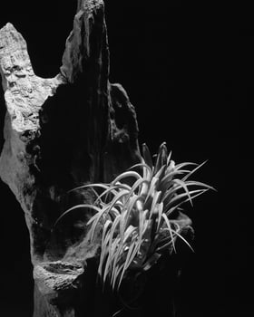 Flowers close view, natural plants black and white photo background