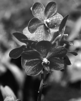 Flowers close view, natural plants black and white photo background