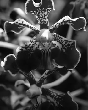 Flowers close view, natural plants black and white photo background