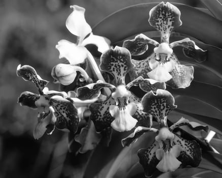 Flowers close view, natural plants black and white photo background