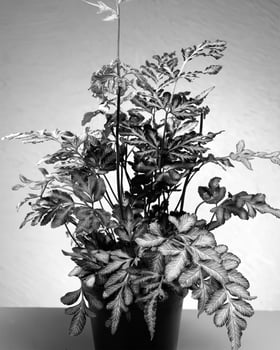 Flowers close view, natural plants black and white photo background