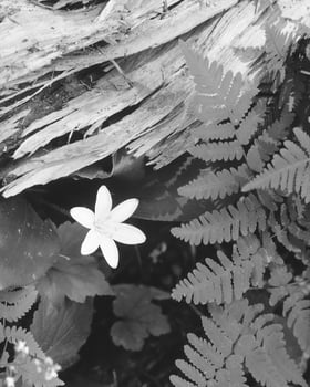 Flowers close view, natural plants black and white photo background