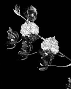 Flowers close view, natural plants black and white photo background
