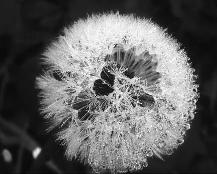 Flowers close view, natural plants black and white photo background
