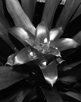Flowers close view, natural plants black and white photo background