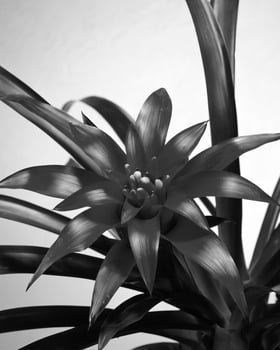 Flowers close view, natural plants black and white photo background