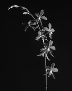 Flowers close view, natural plants black and white photo background