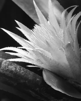 Flowers close view, natural plants black and white photo background