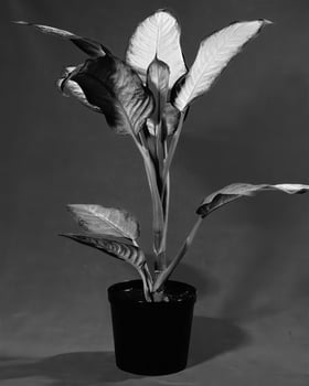 Flowers close view, natural plants black and white photo background