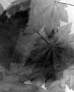 Flowers close view, natural plants black and white photo background