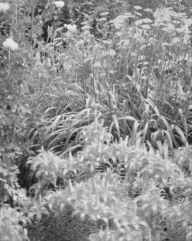 Flowers close view, natural plants black and white photo background