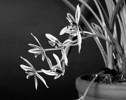 Flowers close view, natural plants black and white photo background