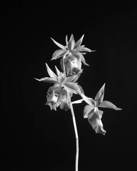 Flowers close view, natural plants black and white photo background