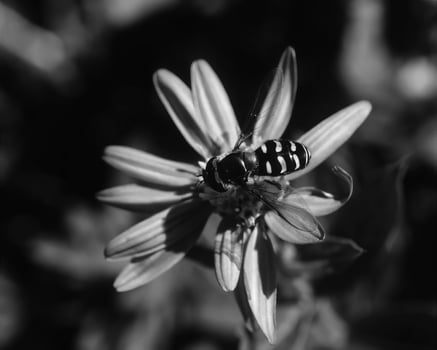Flowers close view, natural plants black and white photo background