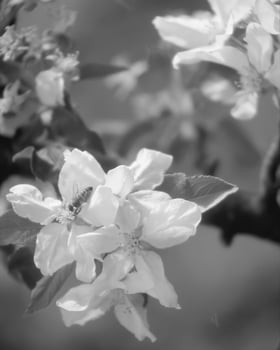 Flowers close view, natural plants black and white photo background
