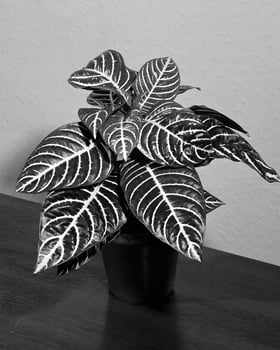 Flowers close view, natural plants black and white photo background