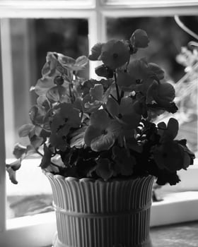 Flowers close view, natural plants black and white photo background