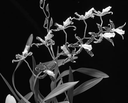 Flowers close view, natural plants black and white photo background