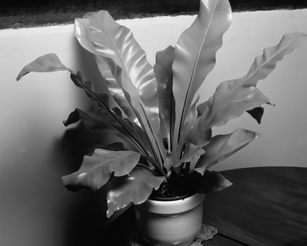 Flowers close view, natural plants black and white photo background