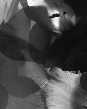 Abstract black and white photo background close view. Natural pattern surface