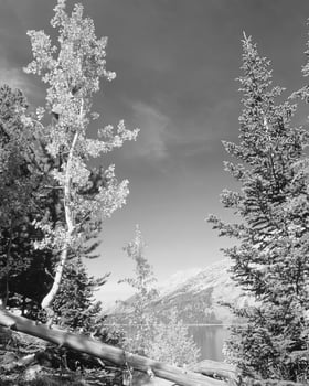 Landscape background. Black and white photo of beautiful nature