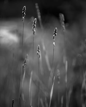 Landscape background. Black and white photo of beautiful nature