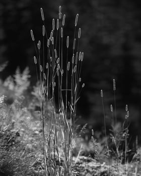 Plants close view black and white photo background. Natural plant