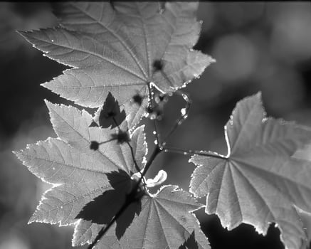 Leaves close view natural black and white photo background. Flora in nature