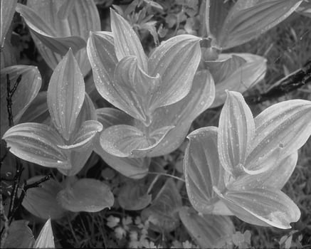 Leaves close view natural black and white photo background. Flora in nature
