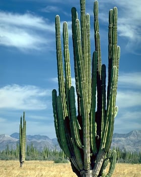 Landscape background. Photo of beautiful nature