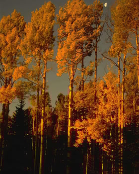Landscape background. Photo of beautiful nature