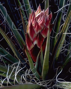 Flowers and plants close view background photo