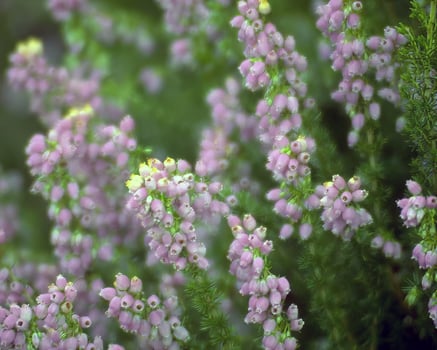 Flowers and plants close view background photo