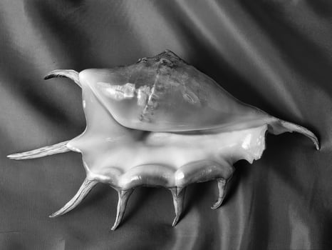 Sea shells close view. Sea shell marine black and white photo background