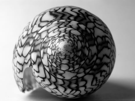 Sea shells close view. Sea shell marine black and white photo background