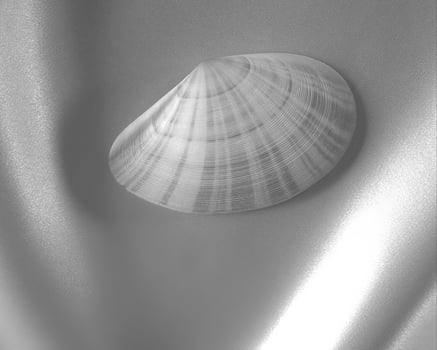 Sea shells close view. Sea shell marine black and white photo background