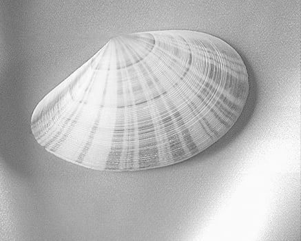 Sea shells close view. Sea shell marine black and white photo background